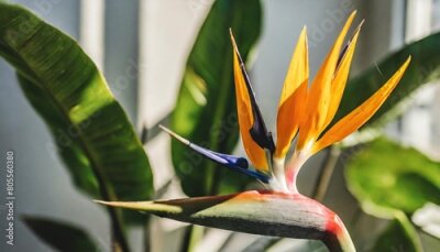 Papier peint  heliconia plant strelitzia in a stylish pot basking in warm natural light indoors