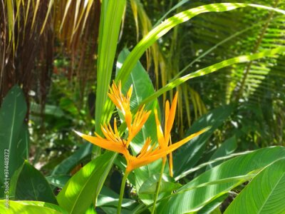 Papier peint  Heliconia psittacorum Flower in a Tropical Garden. Bird of Paradise Flower or Strelitzia Orange Flower. French Antilles. Lush greenery and tropical nature background.