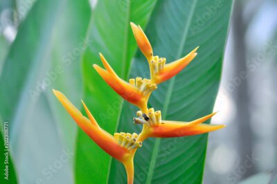 Papier peint  Heliconia psittacorum or Bird of paradise, Strelitzia reginae or Sterliziaceae flower