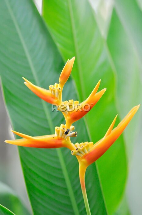Papier peint  Heliconia psittacorum or Bird of paradise, Strelitzia reginae or Sterliziaceae flower