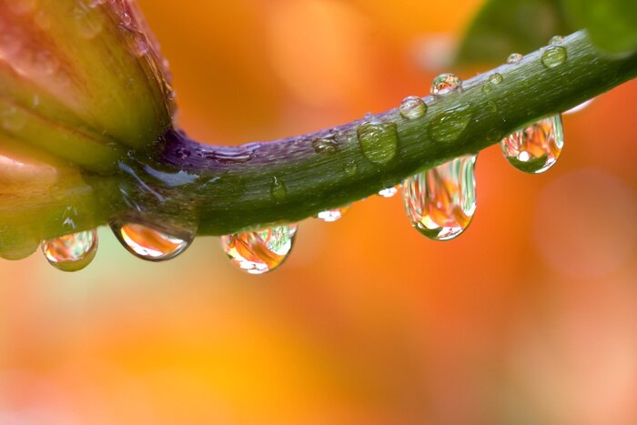 Papier peint  hémérocalle avec des gouttes d'eau