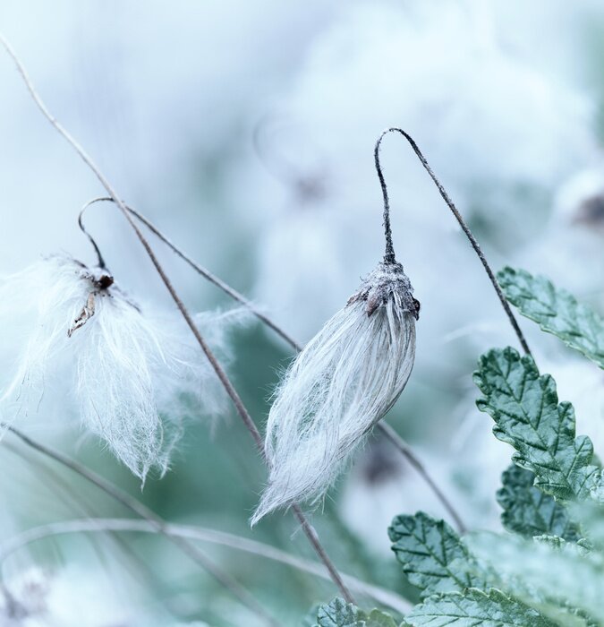 Papier peint  Herbe en fleurs