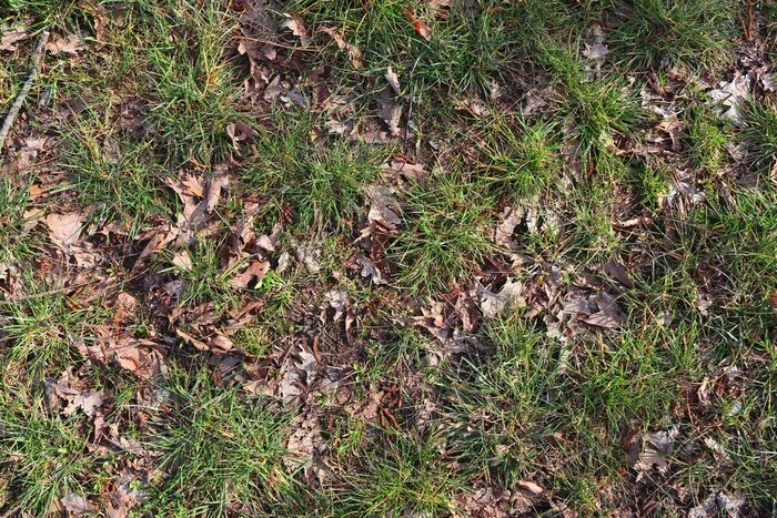 Papier peint  Herbe et feuilles d'automne