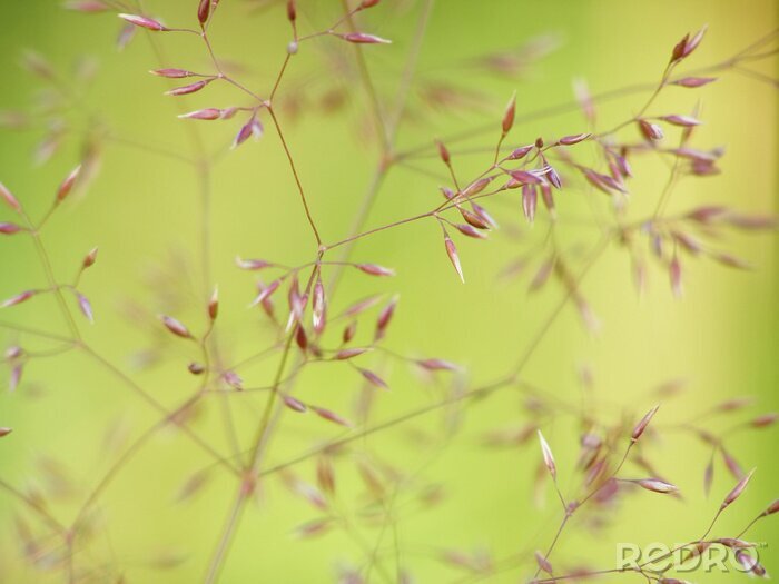 Papier peint  Herbe fine en gros plan