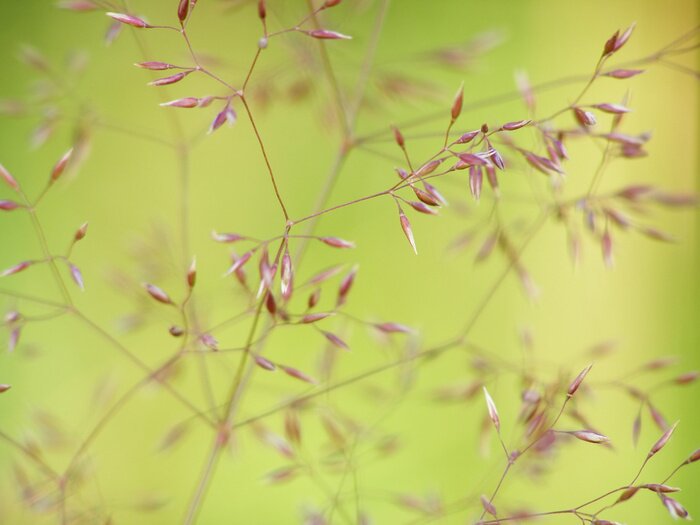 Papier peint  Herbe fine en gros plan