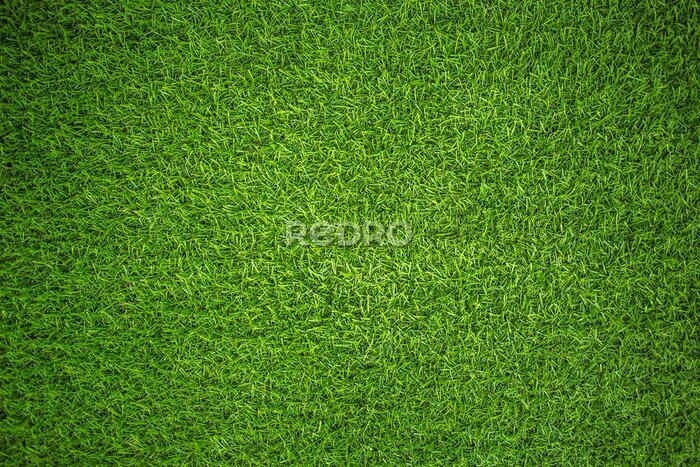 Papier peint  Herbe verte artificielle