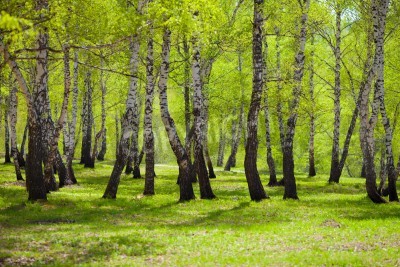 Papier peint  Herbe verte et bouleaux