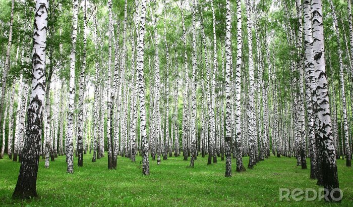 Papier peint  Herbe verte et forêt de bouleaux