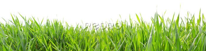 Papier peint  Herbe verte sur fond blanc