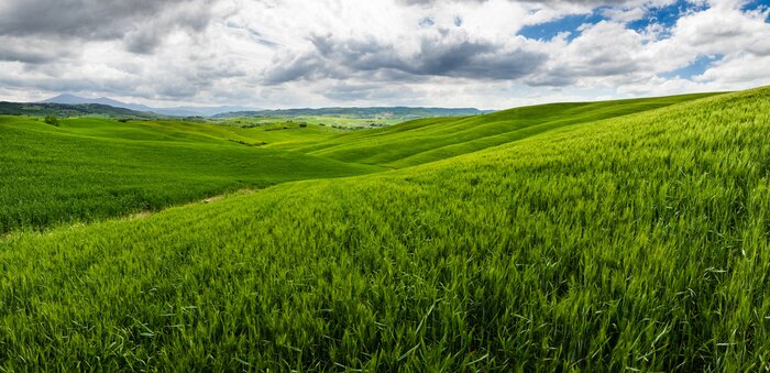 Papier peint  Herbes, ciel et nuages