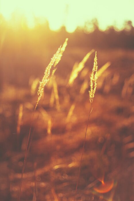 Papier peint  Herbes de la nature et des champs
