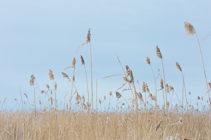 Papier peint  Herbes et ciel bleu le matin