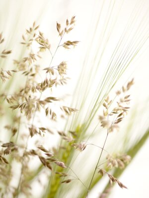 Papier peint  Herbes et plantes de champ