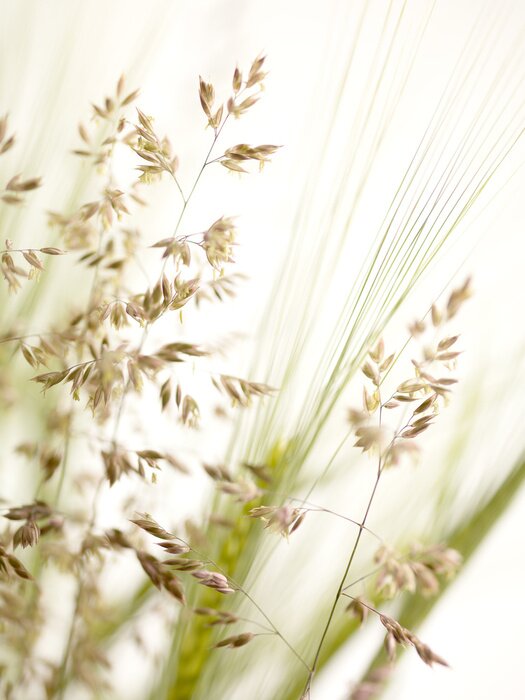 Papier peint  Herbes et plantes de champ