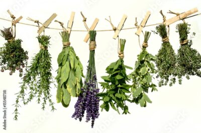 Papier peint  Herbes sur une corde avec des pinces