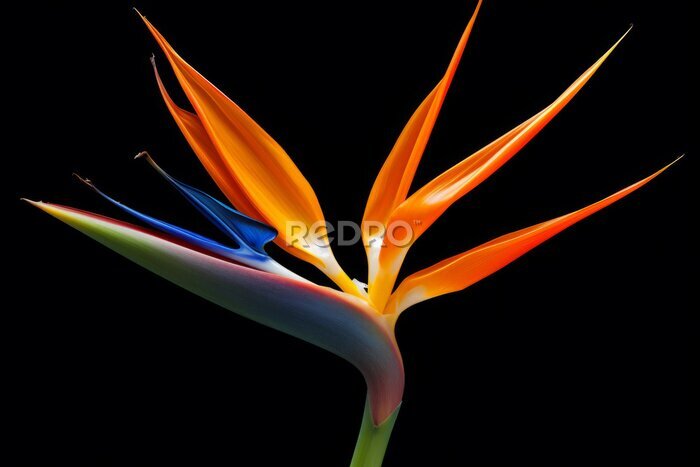 Papier peint  Hermosa Strelitzia en fondo negro.