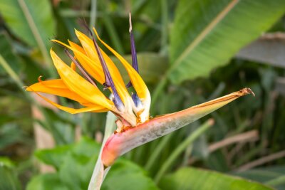 Papier peint  Hermosa y colorida flor Ave del Paraíso, strelitzia reginae en el jardín botánico de Arroyo de la Encomienda, España