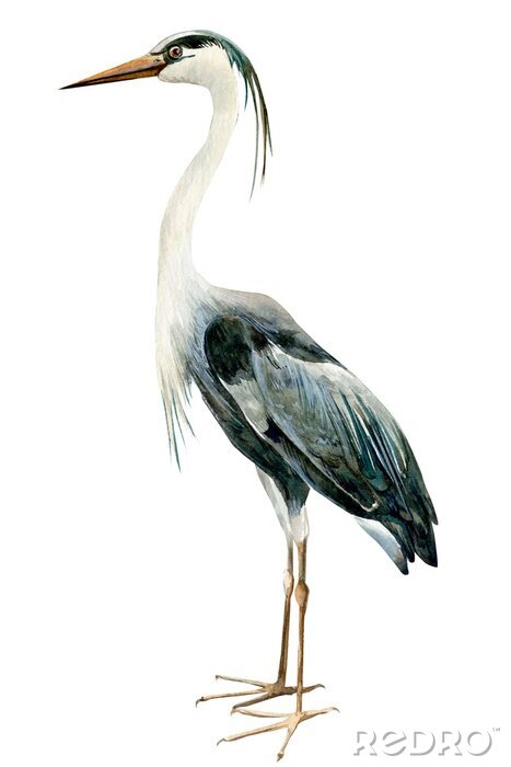 Papier peint  Héron sur fond blanc