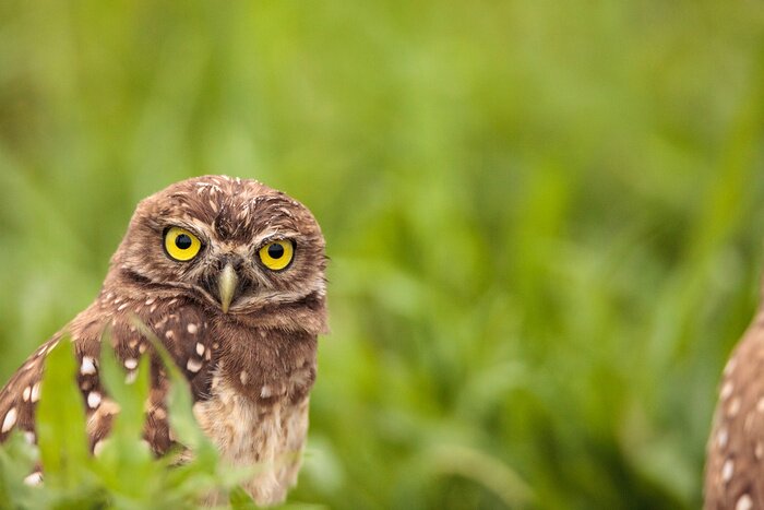 Papier peint  Hibou des terriers adulte Athene cunicularia perché à l'extérieur de son terrier