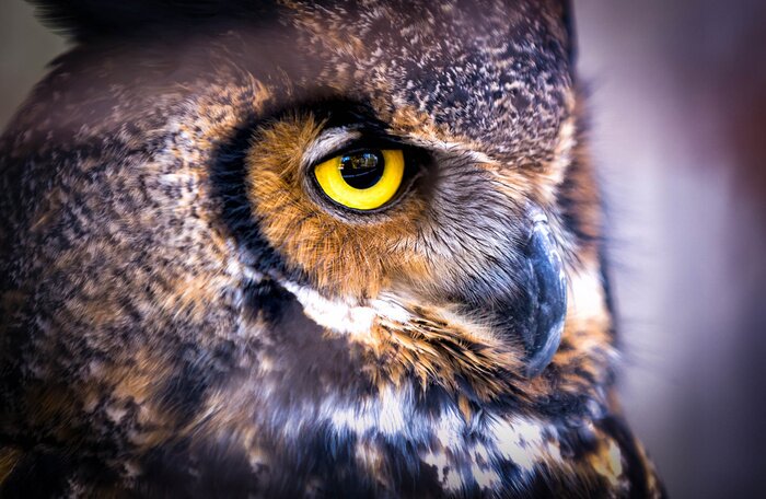 Papier peint  Hibou grand duc