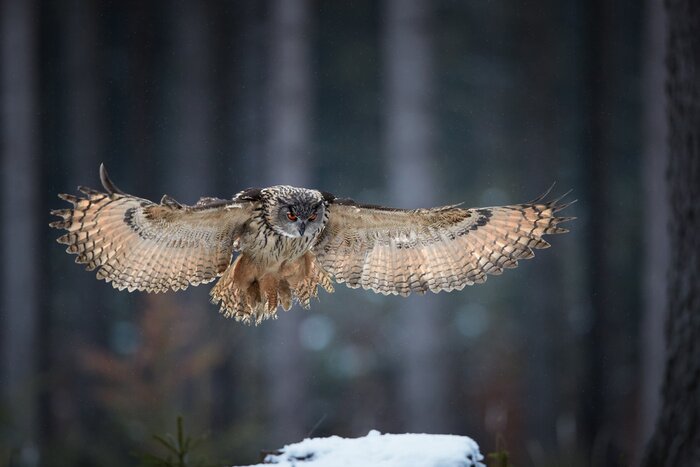 Papier peint  Hibou grand duc, Bubo bubo, hibou géant qui vole directement à la caméra avec des ailes déployées, sur fond d'hiver abstrait. Chouette avec des yeux orange vif dans la forêt européenne. Hautes-terres 