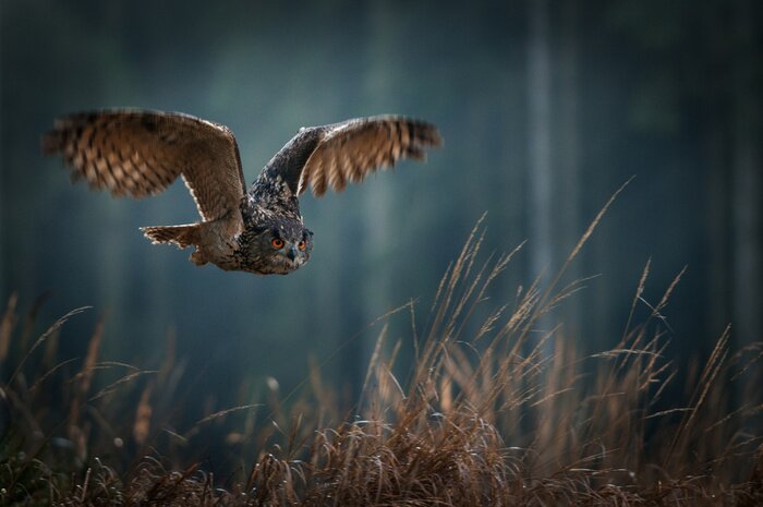 Papier peint  Hibou grand-duc volant dans la forêt nocturne. Grand oiseau de proie de la nuit avec de grands yeux orange chassant dans la forêt sombre. Scène d'action de la forêt avec la chouette. Oiseau à la mouch