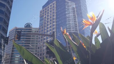 Papier peint  Highrise skyscrapers, strelitzia flowers in downtown, San Diego city street, California USA. Urban business tower facades on Broadway. Financial district architecture, garden or flowerbed. Low angle.