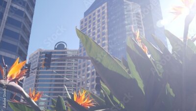 Papier peint  Highrise skyscrapers, strelitzia flowers in downtown, San Diego city street, California USA. Urban business tower facades on Broadway. Financial district architecture, garden or flowerbed. Low angle.