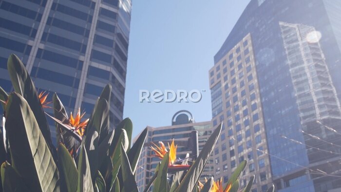 Papier peint  Highrise skyscrapers, strelitzia flowers in downtown, San Diego city street, California USA. Urban business tower facades on Broadway. Financial district architecture, garden or flowerbed. Low angle.
