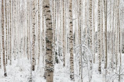 Papier peint  Hiver dans une forêt de bouleaux