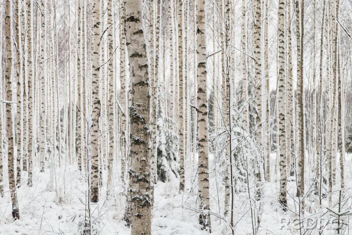 Papier peint  Hiver dans une forêt de bouleaux