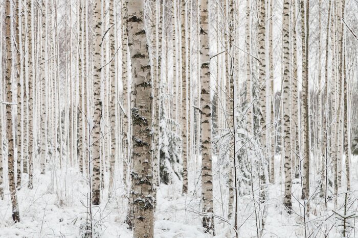 Papier peint  Hiver dans une forêt de bouleaux
