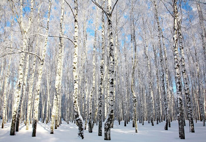 Papier peint  Hiver ensoleillé avec des bouleaux