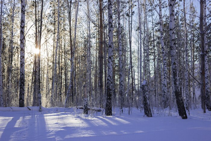 Papier peint  Hiver et bouleaux en 3d