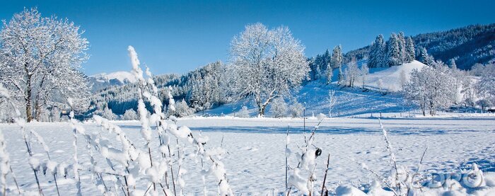 Papier peint  Hiver Nature