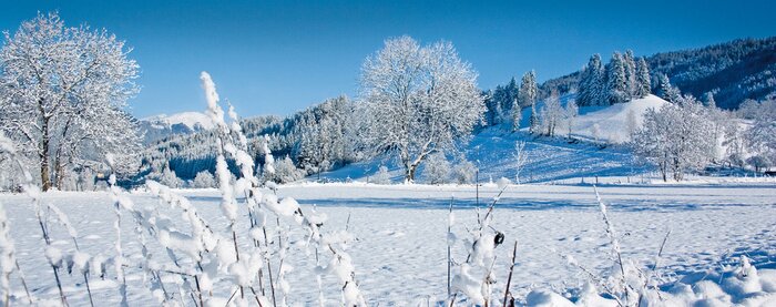 Papier peint  Hiver Nature