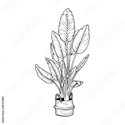 Papier peint  Home plant birds of paradise in pots. Strelitzia nicolai for home and interior. Plant outline vector, silhouettes of houseplants in black color. Indoor exotic flowers with stems and leaves