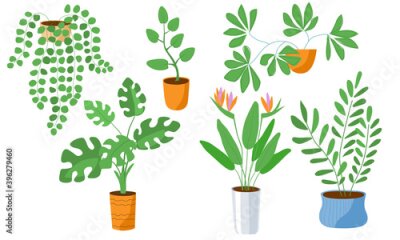 Papier peint  Home plants in flower pots set. Strelitzia monstera deciduous flowering hanging. Clip art for invitation cards. Gardening ecology friendly hobby. Stock vector flat illustration isolated on white