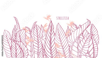 Papier peint  Horizontal banner with strelitzia flowers and leaves. Floral texture with bird of paradise or crane flower. Unique hand drawn background. Outline drawing, sketch. .Silhouettes of tropical plants.