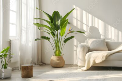Papier peint  horizontal image of a bright living room with a large tropical houseplant, giant white bird of paradise, strelitzia nicolai, copy space
