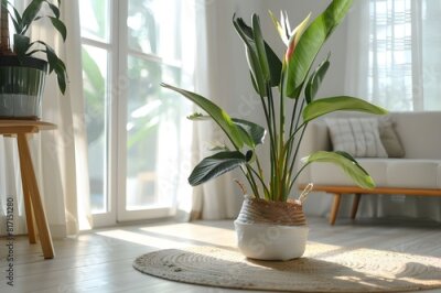 Papier peint  horizontal image of a bright living room with a large tropical houseplant, giant white bird of paradise, strelitzia nicolai, copy space
