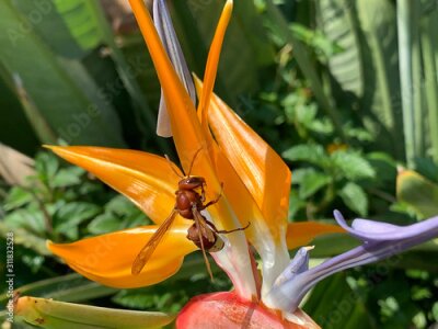 Papier peint  hornet and bright yellow orange tropical flower on a blurred background, the name of the flower is Strelitzia or bird of paradise