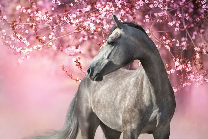 Papier peint  Horse and foal