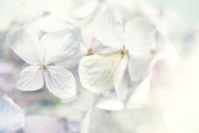 Papier peint  Hortensias dans le style d'hiver sur mûrier texture du papier pour le fond