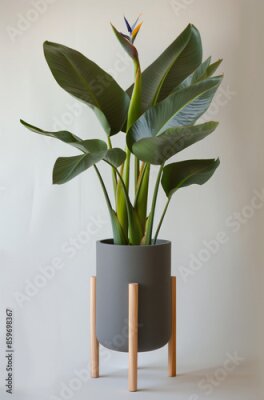 Papier peint  House plant strelitzia with large green leaves in a ceramic pot on a wooden stand