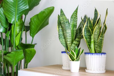 Papier peint  House Plants decorating room, Snake Plants (Dracaena trifasciata, Sansevieria trifasciata) on a wooden cabinet besides a Giant White Bird of Paradise Plant (Strelitzia nicolai)