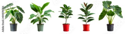 Papier peint  House plants like lush Alocasia, green rubber, green leaves and strelitzia reginae plants with red, black and orange pots isolated on transparent or white background