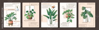 Papier peint  Houseplants care infographic. Vector illustration of monstera, strelitzia, pothos, aglaonema, pilea. Design of houseplant poster. Flower shop, home garden concept.	