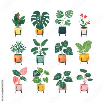 Papier peint  Houseplants care infographic. vector illustration of monstera, strelitzia, pothos, aglaonema, pilea. design of houseplant poster. flower shop, home garden concept isolated on white background, studio 