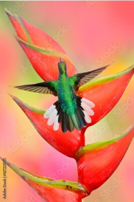 Papier peint  Hummingbird White-tailed Sabrewing volant à côté de la belle fleur rouge Strelitzia. Scène de la faune de la forêt tropicale. Beau oiseau à la floraison rouge. Heliconia fleur avec colibri. Île de Tob